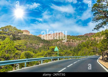 Road along the canarian pines in the Corona Forestal Nature Park, Tenerife, Canary Islands. Stock Photo