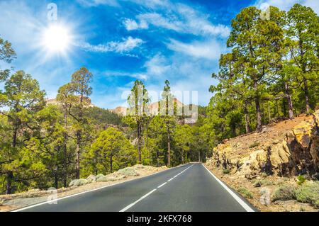 Road along the canarian pines in the Corona Forestal Nature Park, Tenerife, Canary Islands. Stock Photo