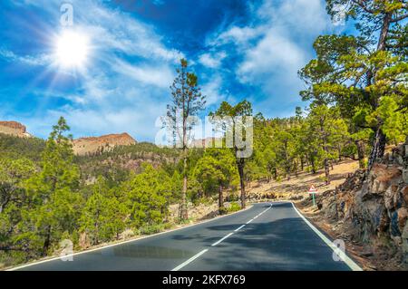 Road along the canarian pines in the Corona Forestal Nature Park, Tenerife, Canary Islands. Stock Photo