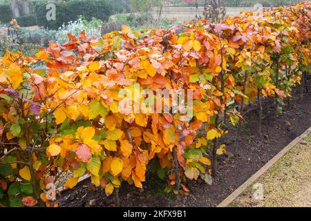 A fine beech hedge with golden brown leaves in autumn in the Kirkleatham Walled Garden Redcar North Yorkshire Stock Photo