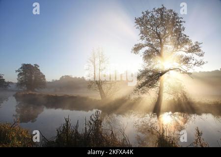 Sun rays shine through the trees on a cold misty morning by The Wey. Stock Photo