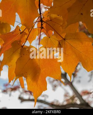 Yellow sugar maple leaves in natural environment isolated on natural background Stock Photo