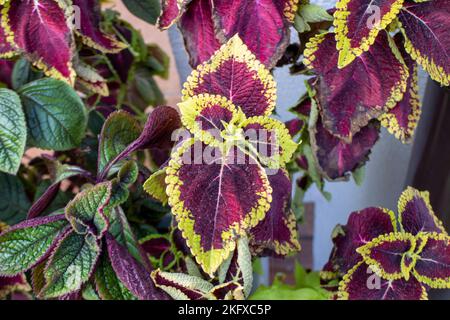 Purple and yellow flowers, coleus blumei Stock Photo