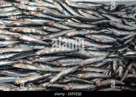 Fresh Anchovies from the Black sea (Karadeniz hamsi) for sale at a fish market in Istanbul, Turkey Stock Photo