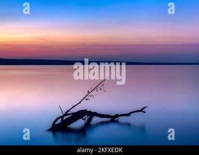 Driftwood in the evening light at Ammersee, Bavaria, Germany, Europe Stock Photo