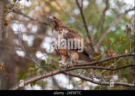 Juvenile Red-tailed Hawk in Central Park, New York Stock Photo