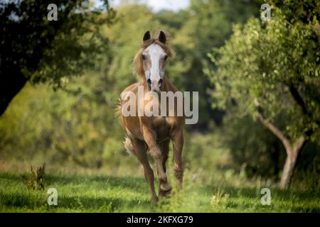 galloping Pony Stock Photo