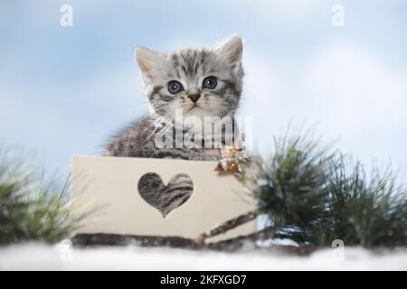 British Shorthait kitten in a box Stock Photo