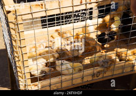 little black and white chickens are in a cage Stock Photo