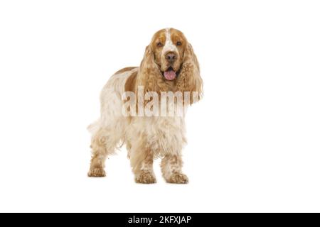 English Cocker Spaniel in front of white background Stock Photo