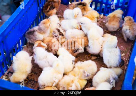 little black and white chickens are in a cage Stock Photo