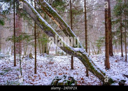 A bent tree with two branches. In the untouched forest of the nature park. Stock Photo