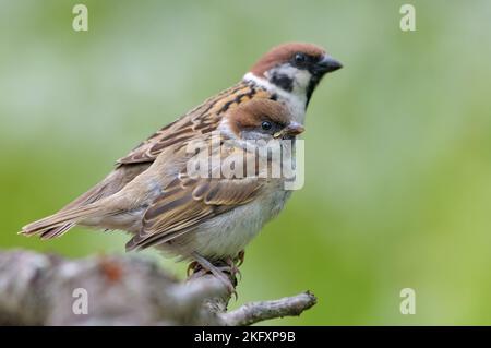 Adult and young Eurasian tree sparrows (passer montanus) posing together for family portrait Stock Photo