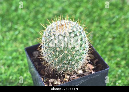 Golden barrel cactus in the black plastic square pot with a green grass blurred background Stock Photo