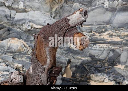 Weathered piece of driftwood on rocky shore,Cape Conran Coastal Park, Victoria, Australia Stock Photo