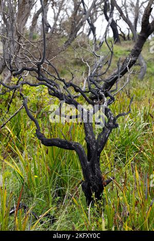 Burnt tree in the Cape Conran Coastal Park, Victoria, Australia Stock Photo
