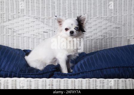 Black and white long hair chihuahua posing on a white wicker loveseat. Studio portrait of a small dog on the blue cushion of a white wicker chair. Stock Photo