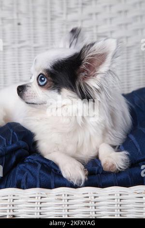 Black and white long hair chihuahua posing on a white wicker loveseat. Studio portrait of a small dog on the blue cushion of a white wicker chair. Stock Photo