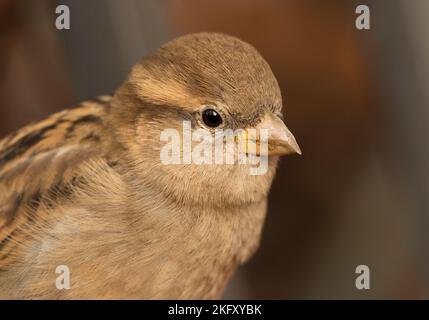 Berlin, Germany. 12th Oct, 2022. 12.10.2022, Berlin. A female house sparrow (Passer domesticus) sits in a courtyard. Credit: Wolfram Steinberg/dpa Credit: Wolfram Steinberg/dpa/Alamy Live News