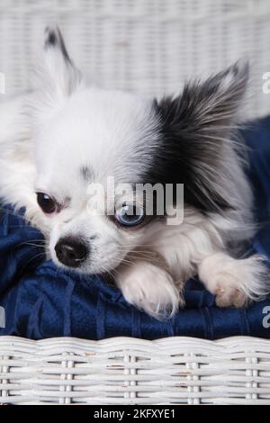 Black and white long hair chihuahua posing on a white wicker loveseat. Studio portrait of a small dog on the blue cushion of a white wicker chair. Stock Photo