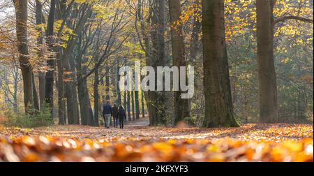 family walks in fall forest near utrecht on utrechtse heuvelrug Stock Photo