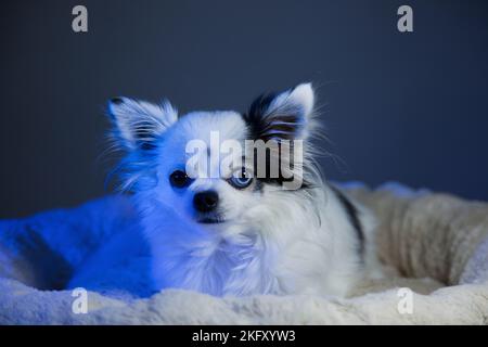 Black and white long hair chihuahua in blue light posing in a white furry bed against a blue background. Studio portrait of a small dog bathed in blue Stock Photo