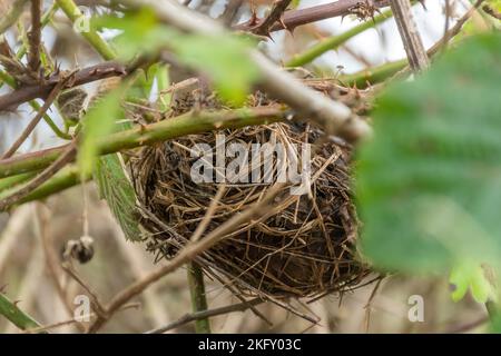 Harvest mouse nest (Micromys minutus) in brambles, Hampshire, England, UK Stock Photo