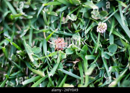 A close-up shot of a Trifolium fragiferum Stock Photo