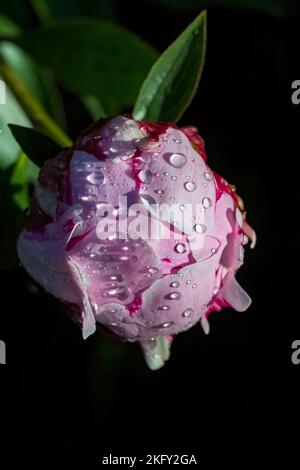 A pink peony with drops after the rain, in spring, colorful background Stock Photo