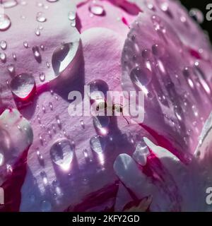 An ant walking on a peony with drops after the rain, in spring Stock Photo