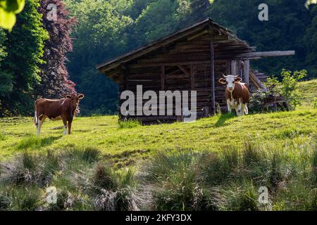 Rural alpine scene of two cows in front of an abandoned shepard's hut on a grassland in the Swiss Alps Stock Photo