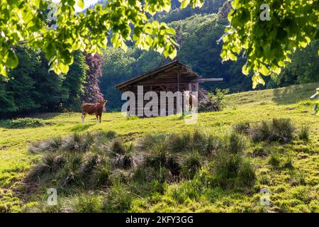 Alpine scene with two cows grazing in front of an abandoned traditional Swiss Shepard's hut. Tree leaves in the foreground. Stock Photo