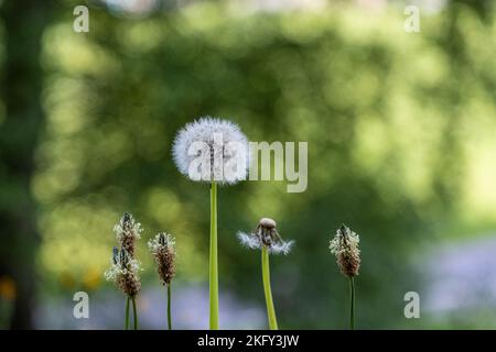 Selective focus on the seed head of a dandelion with seeds on it, other seed heads without seeds can be seen too. Stock Photo