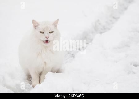 Grumpy cat in the deep snow. Urban animals survival in winter time concept Stock Photo
