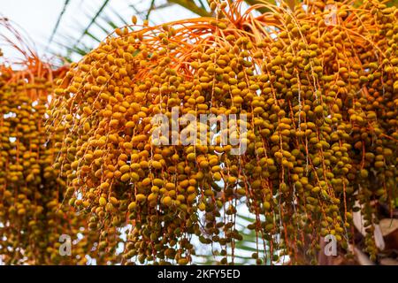Fruit bunch of date palm tree (Phoenix dactylifera) close up Stock Photo