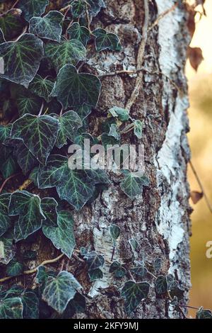 Birch tree covered with ivy. High quality photo Stock Photo