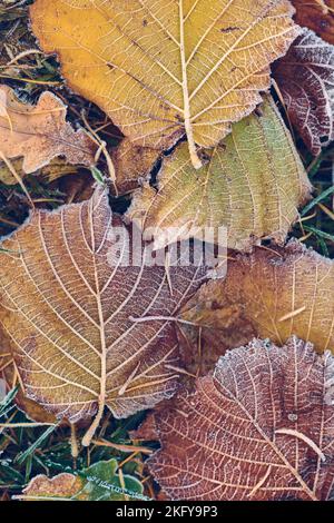 Hazel leaves frozen on ground. High quality photo Stock Photo