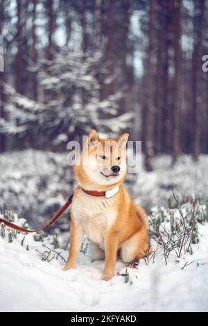 Young red shiba inu dog is sitting on the snow in the forest Stock Photo