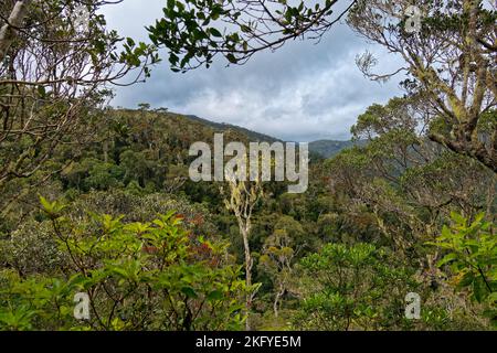 Landscape of Madagascar jungle and rainforest near Andasibe, green protected environment with trees, lemurs and other wildlife, typical rain forest of Stock Photo