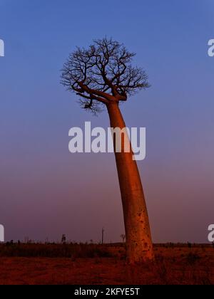 Landscape with the big trees baobabs in Madagascar. Baobab alley during sunset or sunrise, late evening orange sun and baobab silhouettes. Stock Photo