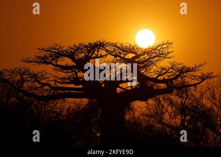 Big baobab tree with the sun during the sunset. Landscape with the big trees baobabs in Madagascar. Baobab alley during sunset or sunrise, late evenin Stock Photo
