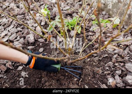 Gardener loosening soil around rose bush in fall garden using hand fork. Taking care of shrub with tools. Preparing garden for winter Stock Photo