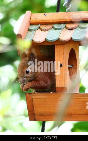Berlin, Germany. 07th May, 2021. 07.05.2021, Berlin. A squirrel lark (Sciurus vulgaris) sits in a birdhouse in a garden and eats from birdseed. Credit: Wolfram Steinberg/dpa Credit: Wolfram Steinberg/dpa/Ģ����ý Live News Stock Photo