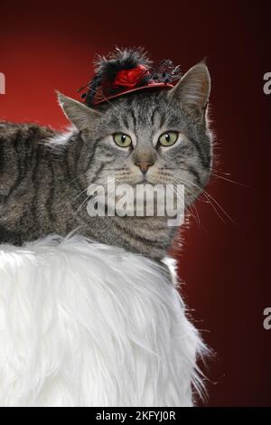cat with hat Stock Photo
