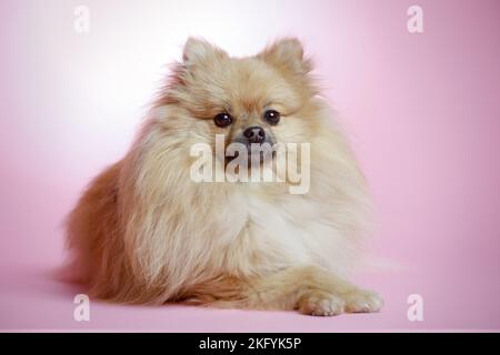 lying Pomeranian Stock Photo
