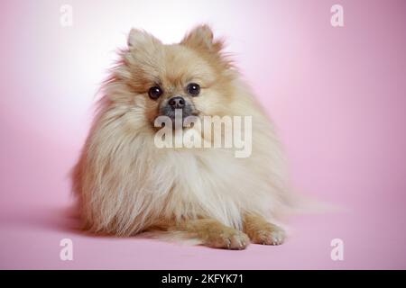 lying Pomeranian Stock Photo