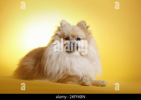 lying Pomeranian Stock Photo