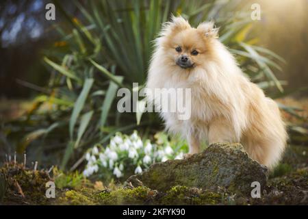 standing Pomeranian Stock Photo