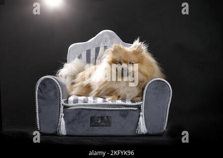 lying Pomeranian Stock Photo