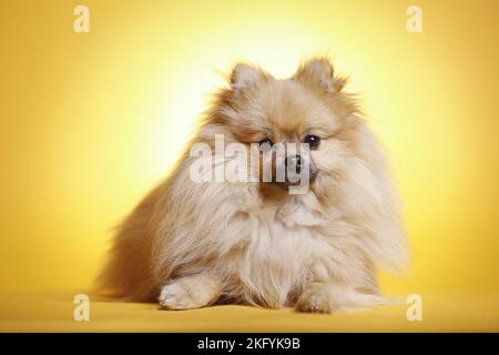 lying Pomeranian Stock Photo